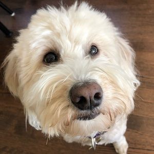 Meet your Posher, Mara